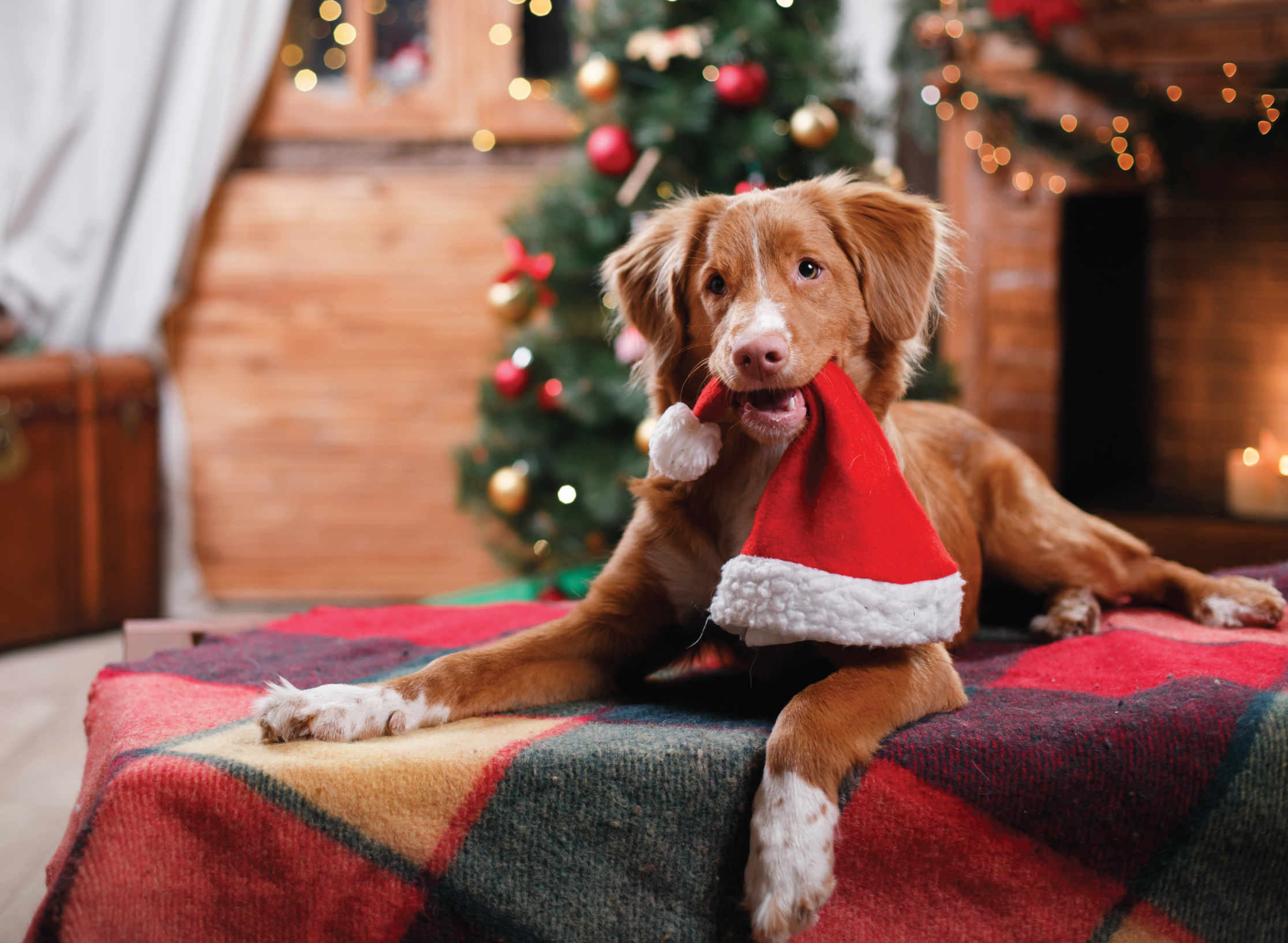 Wynnestay Kennels Boarding Kennels